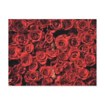 France Wall of Roses Postcard