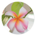 Frangi Panni sticker