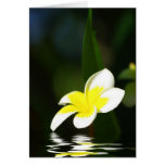 Frangipani Greeting Card