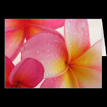 Frangipani Card cards
