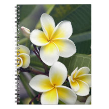 Frangipani flower Cook Islands Notebooks