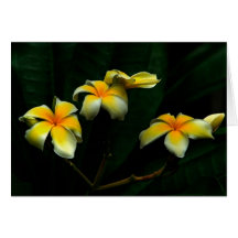 Frangipani Greeting Cards