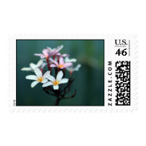 Frangipani Holiday Postage Stamp