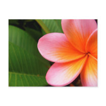 Frangipani I postcards
