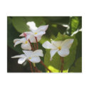 Frangipani II postcard