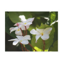Frangipani II postcards