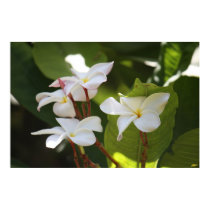 Frangipani II posters