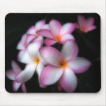 Frangipani in bloom mouse pads