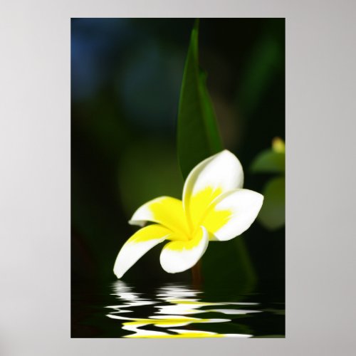 Frangipani In the Water print