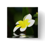 Frangipani in Water Buttons