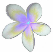 Frangipani Magnet photo sculptures