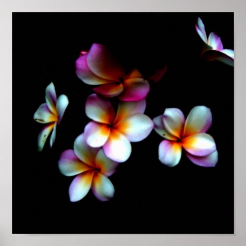 frangipani photo print print