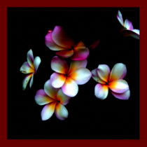 frangipani photo print posters