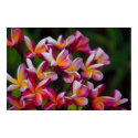 Frangipani posters by njaisinghani Frangipani posters