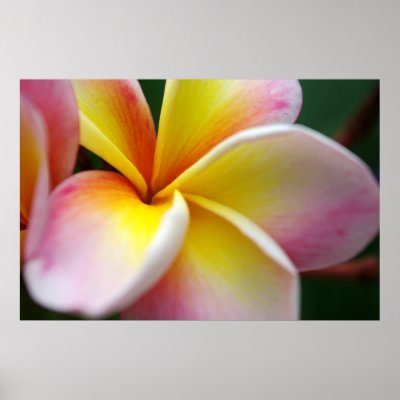 Frangipani Print by Rainy_B