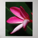 Frangipani posters