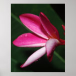 Frangipani Print