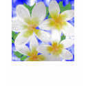 Frangipani T-Shirt by joanell Frangipani T-Shirt