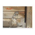 Frank-squirrel postcards