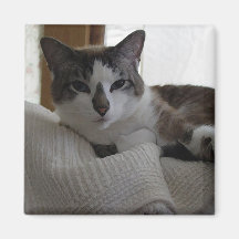 Frankie 5 fridge magnets