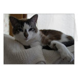 Frankie 5 greeting cards