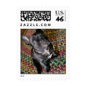 Frankie the Frenchie! postage