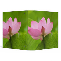 Franklin NC, Perry's Water Garden, Lotus Binders