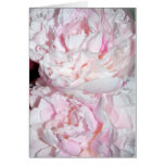peony, peonies, flower, fallingwater
