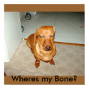 Franky The Dachshund Poster posters by Hypermetroidsamus Franky The Dachshund Poster posters
