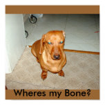 franky, dachshund