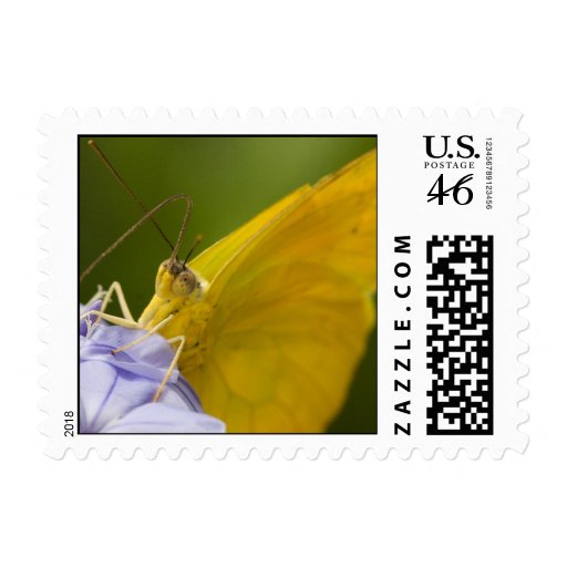 Franqueo amarillo de la mariposa