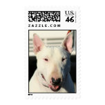 Franqueo de bull terrier