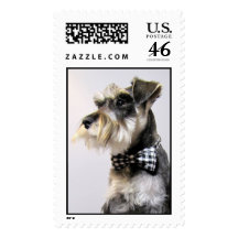 Franqueo del Schnauzer miniatura