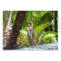 Fraser Island Bird Card