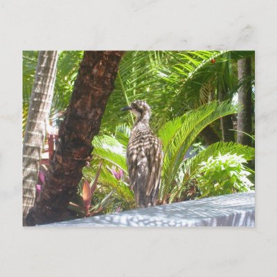 fraser island australia. Fraser Island Bird Postcard by