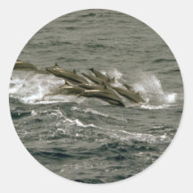 Fraser's dolphin round stickers