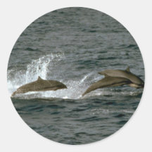 Fraser's dolphin round stickers