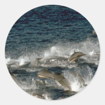 Fraser's dolphin sticker
