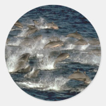 Fraser's dolphin stickers