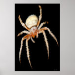 Freak Out on Black, JLH posters