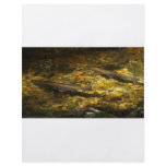 Freash water Trout. Flyers