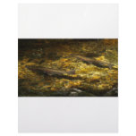 Freash water Trout. Letterhead Design