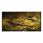 Freash water Trout. Custom Photo Card