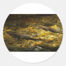 Freash water Trout. Round Stickers