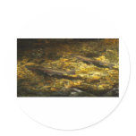 Freash water Trout. Sticker