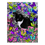 Freckles in Butterflies II - Tux Kitty Cat Postcards