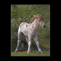 Freckles Postcard by Marmotta Freckles Postcard