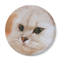 Freddie ~ Chinchilla Persians Magnets