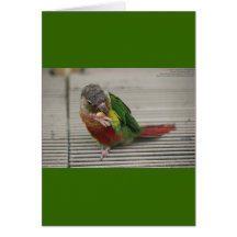 Freddy the Conure Card
