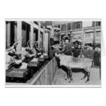 Frederick & Nelson Raindeer in the Window Greeting Cards